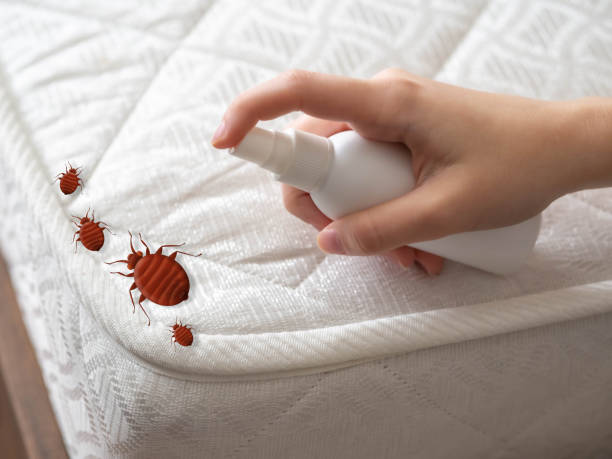 Best Termite Control Services  in Alderson, WV