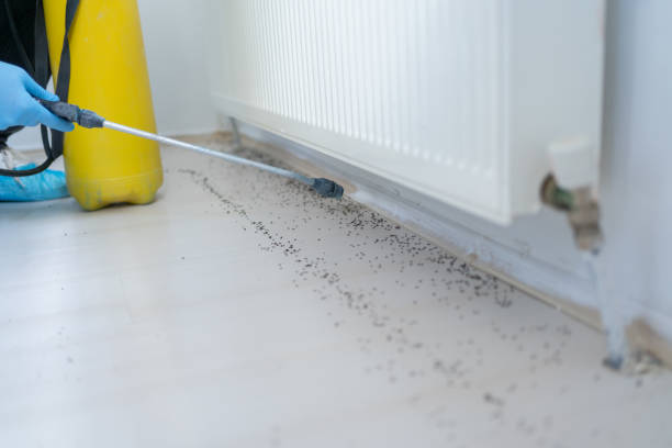 Reliable Alderson, WV Pest Control Solutions